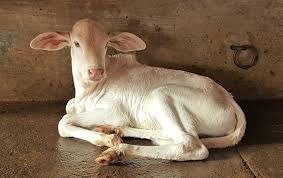 Kaamdhenu Raksha